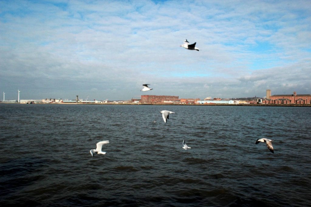 Seagulls flying over water