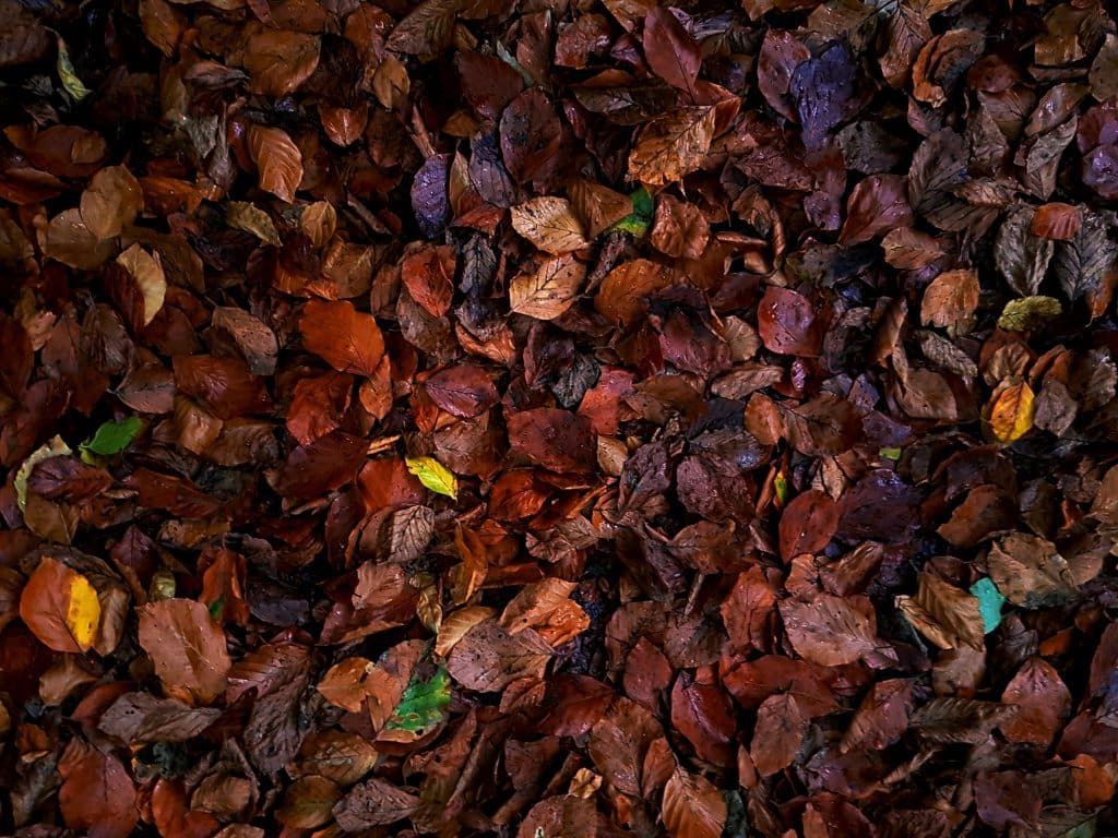 Leaves on the ground