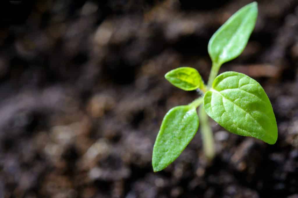 Seedling