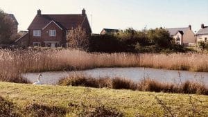 Pond with a swan