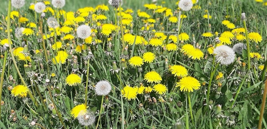 Dandelions