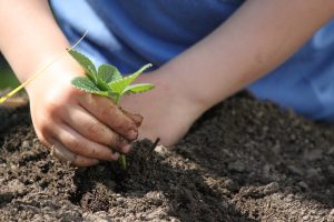 Child planting a seedling