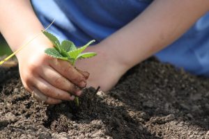 Child planting a seedling