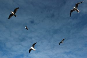 Seagulls Flying