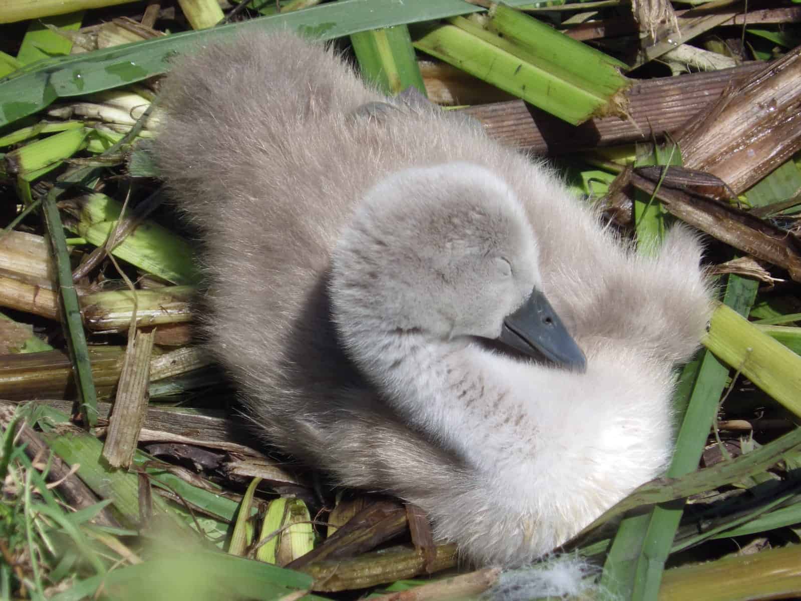 photograph of signet asleep