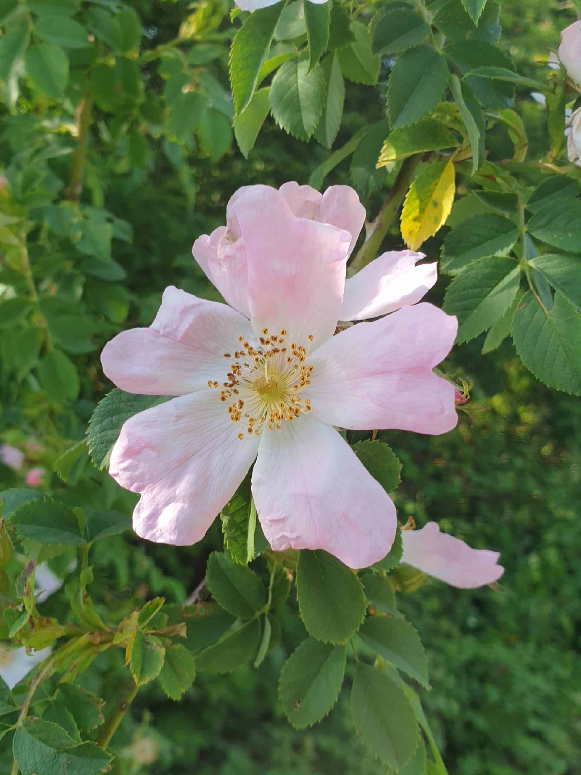 photography of pink spring flower