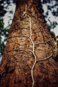 Picture of twig growing up a tree by Claire Robinson