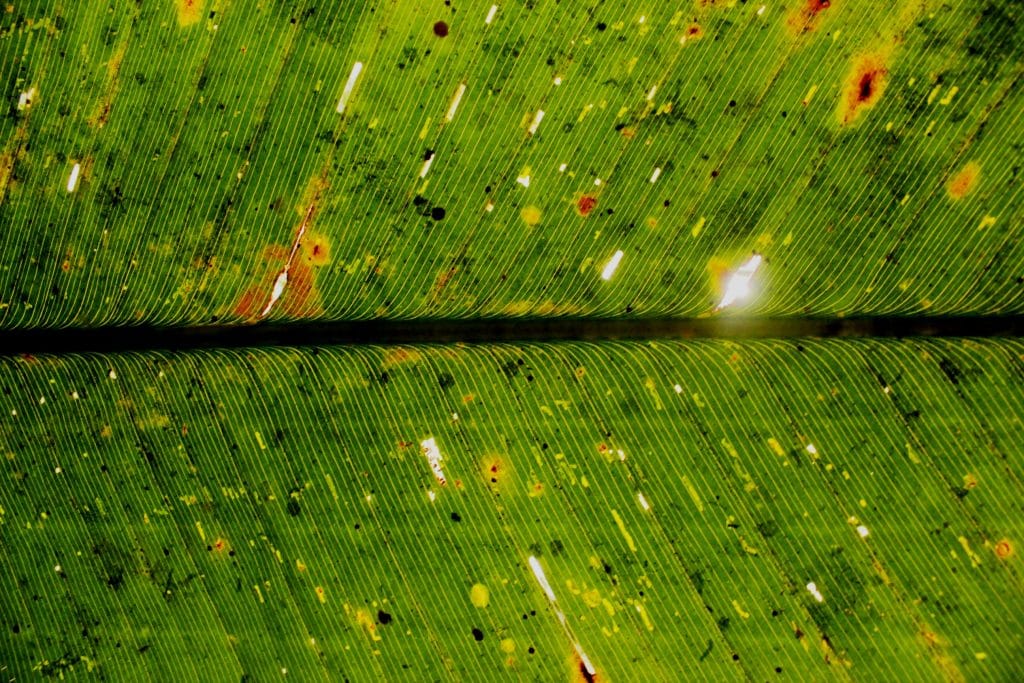 Frond Writing with Nature Exhibition Artwork