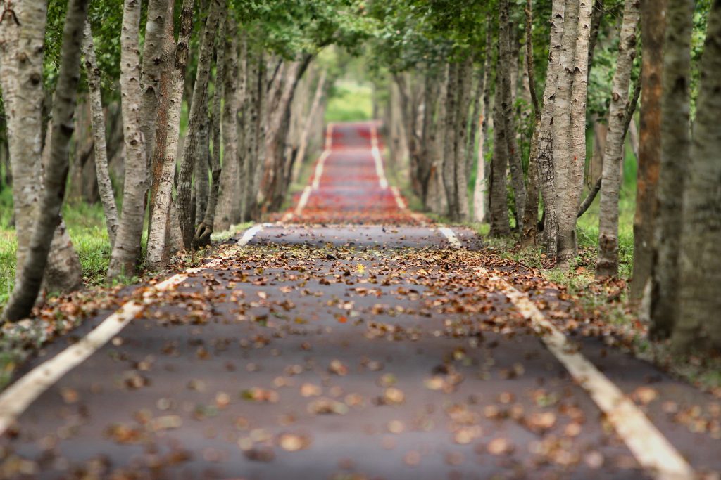 Leaf covered roadway lined with trees
