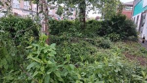 A green space filled with brambles, weeds and trees.