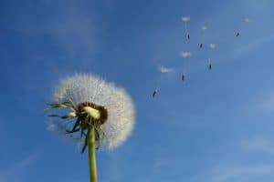 A dandelion blowing in the wind