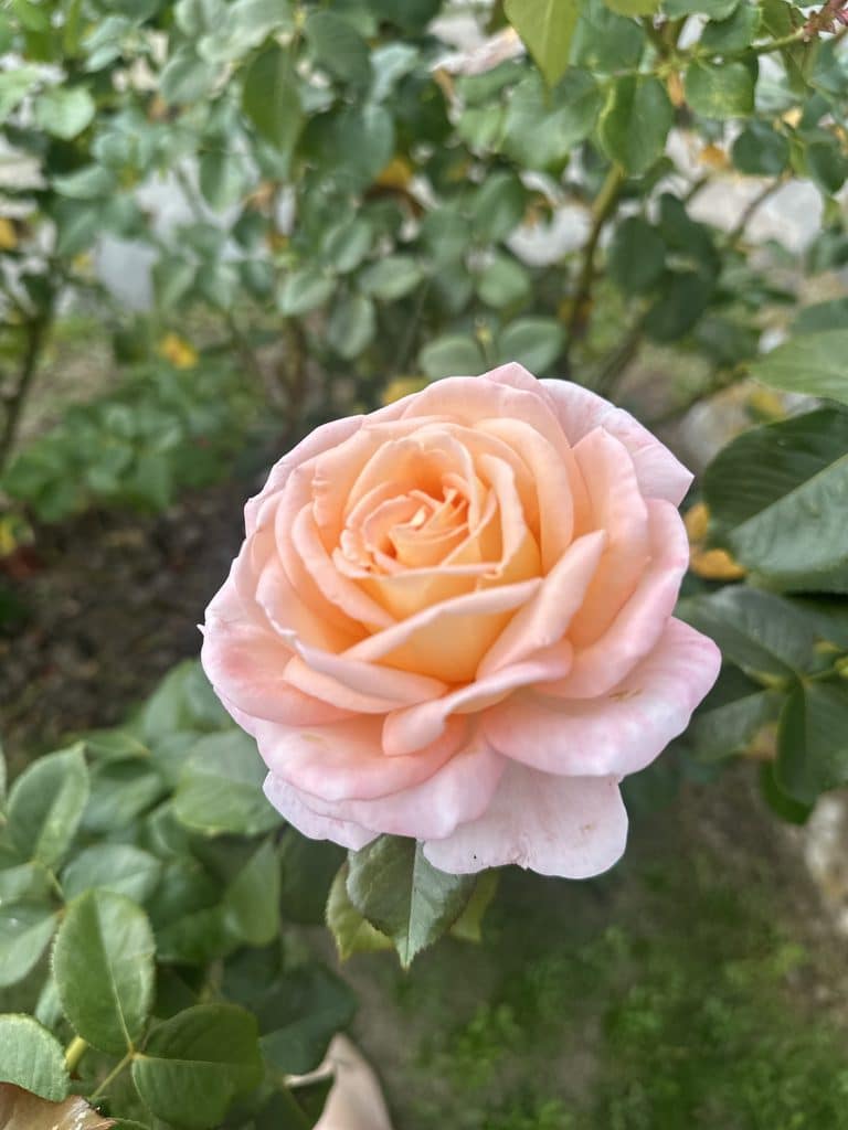A peach-coloured rose