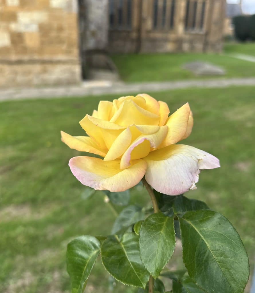 A yellow-coloured rose