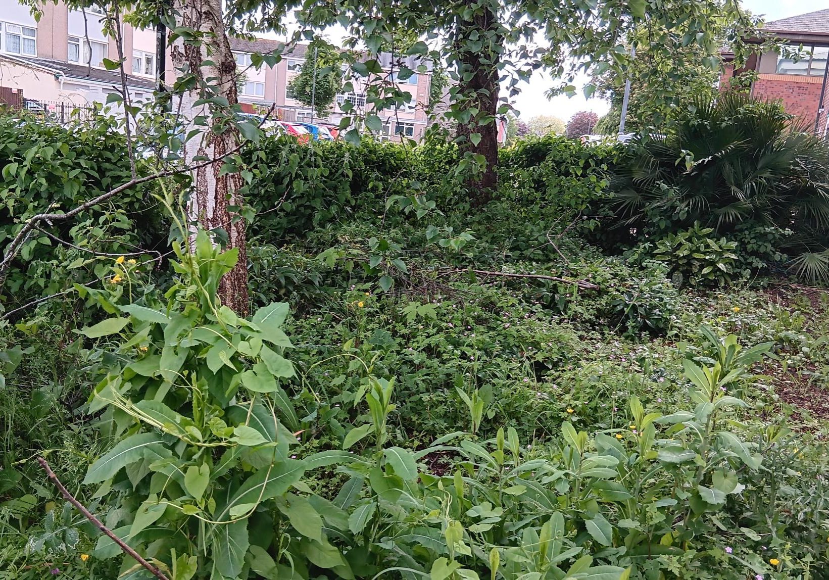 A green space filled with brambles, weeds and trees.