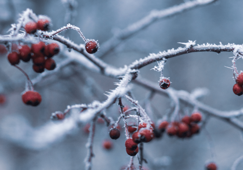 Jasmine Christmas blog image