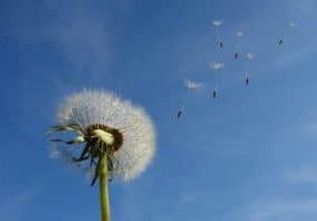A dandelion blowing in the wind