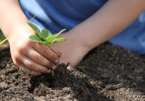 Child planting a seedling